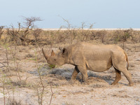 Носорог парка Этоша