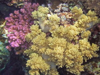 Коралловый профиль с букетом
