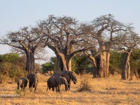 Слоны в Парке Тарангири