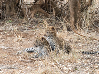Малыши леопарды