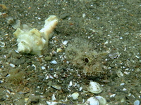 Scorpaena porcus, Black Sea
