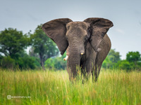 Слон ( Ботсвана (2)