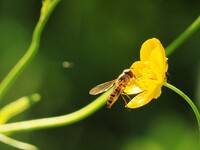 цветок и пчела