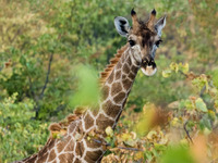 Жирафа в цветном буше