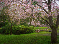 Японский сад, Москва (2)