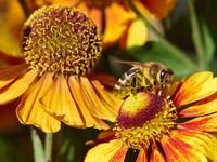 Летние заботы пчелы