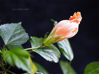 Китайская Роза Chinese Rose
