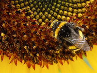 Шмель На Желтом1  One Bumblebee On The Yellow1