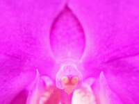 "Взгляд" орхидеи
