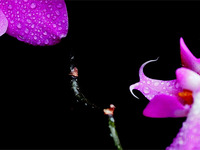 Орхидея На Черном4 Orchid On Black4