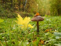 Из жизни грибов