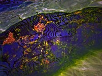 водоросли в дубайском заливе
