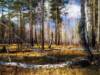 Сибирский осенний лес