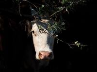 Корова, стоящая в тени дерева