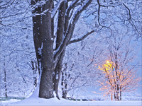 Снег, дерево, фонарь