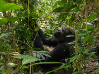Равнинная горилла Конго