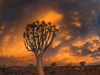 Алоевое дерево Южной Африки