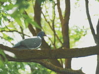 Крымский голубь