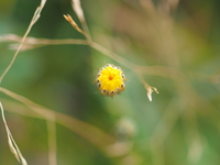 солнечный цветок