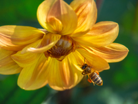 Цветок и Пчёлка
