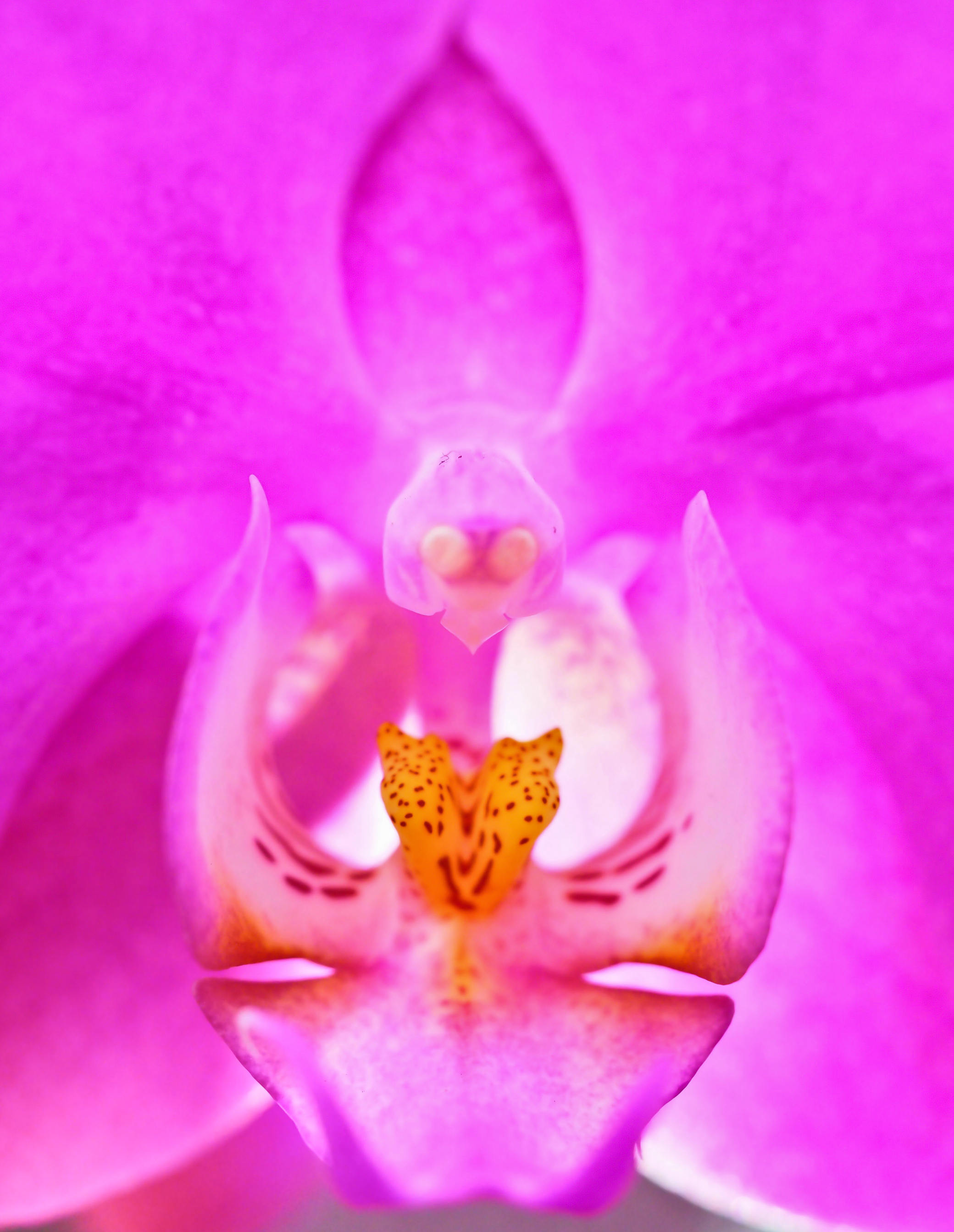 "Взгляд" орхидеи