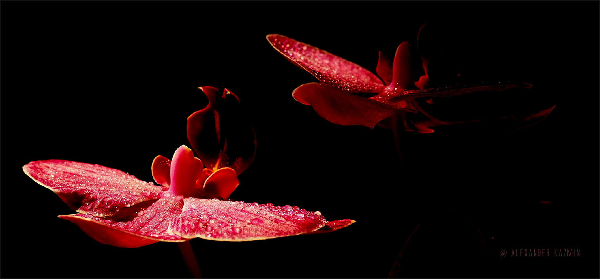 Красные Орхидеи В Ночи Red Orchids In The Night