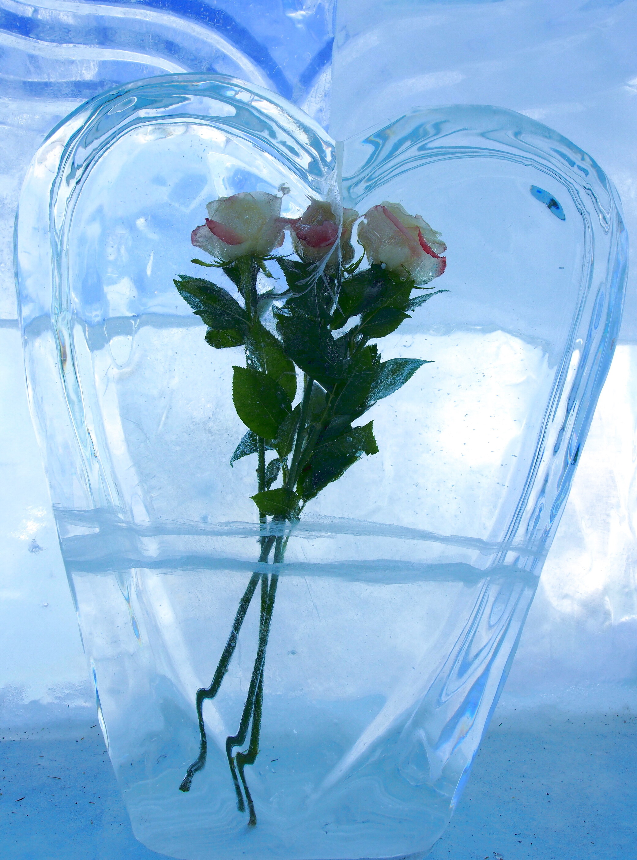 Розы для ледяного сердца