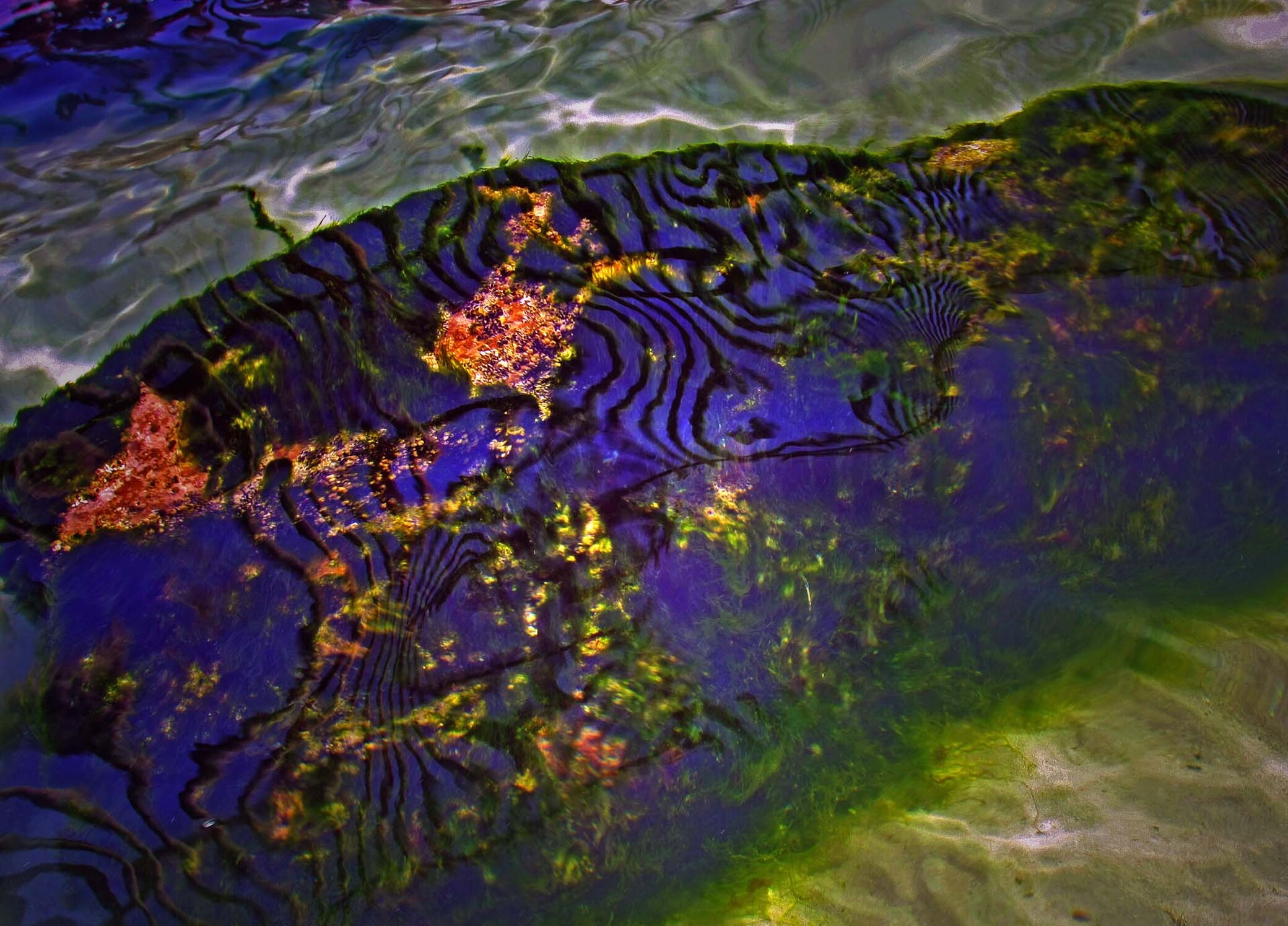 водоросли в дубайском заливе