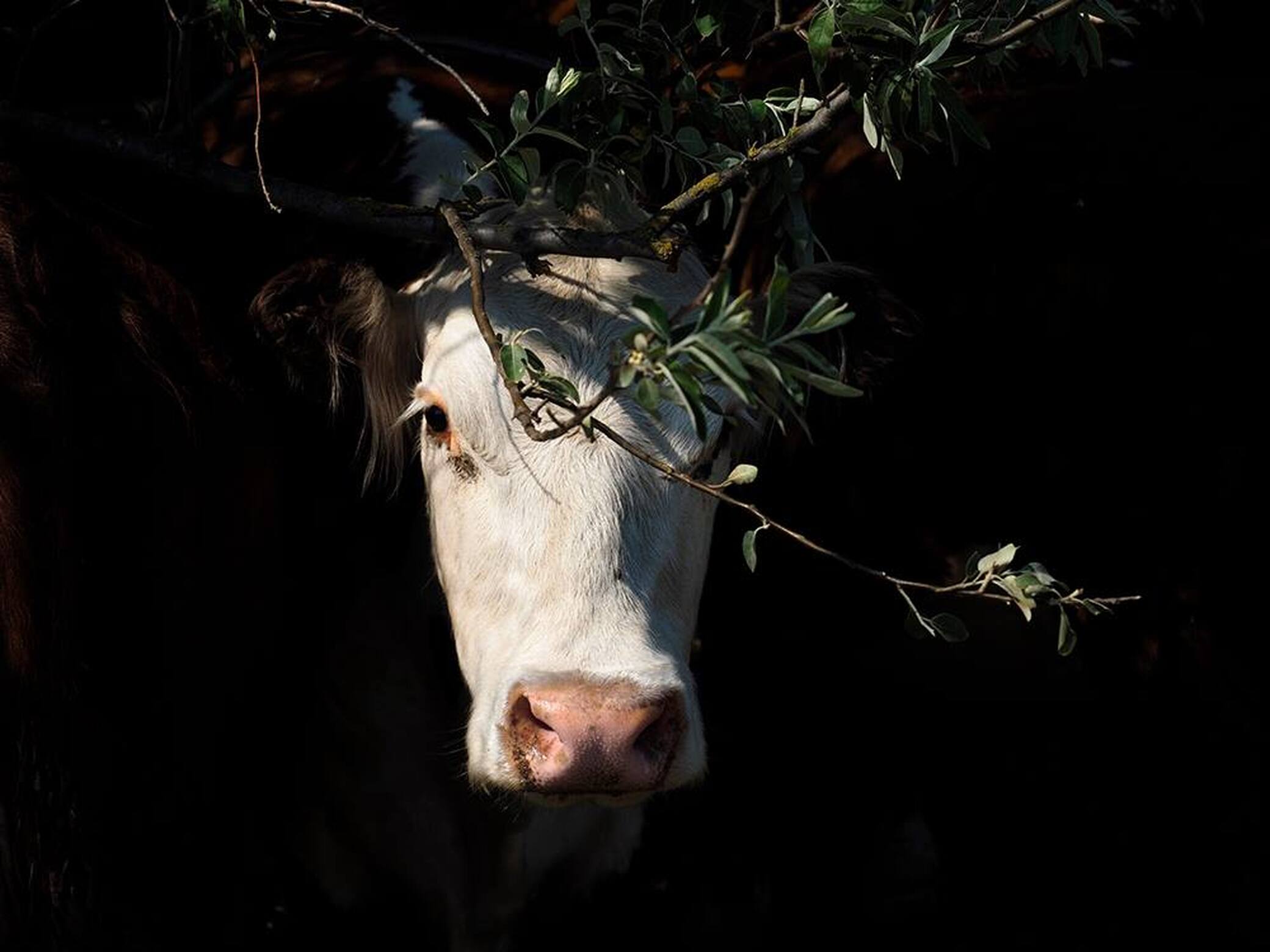 Корова, стоящая в тени дерева