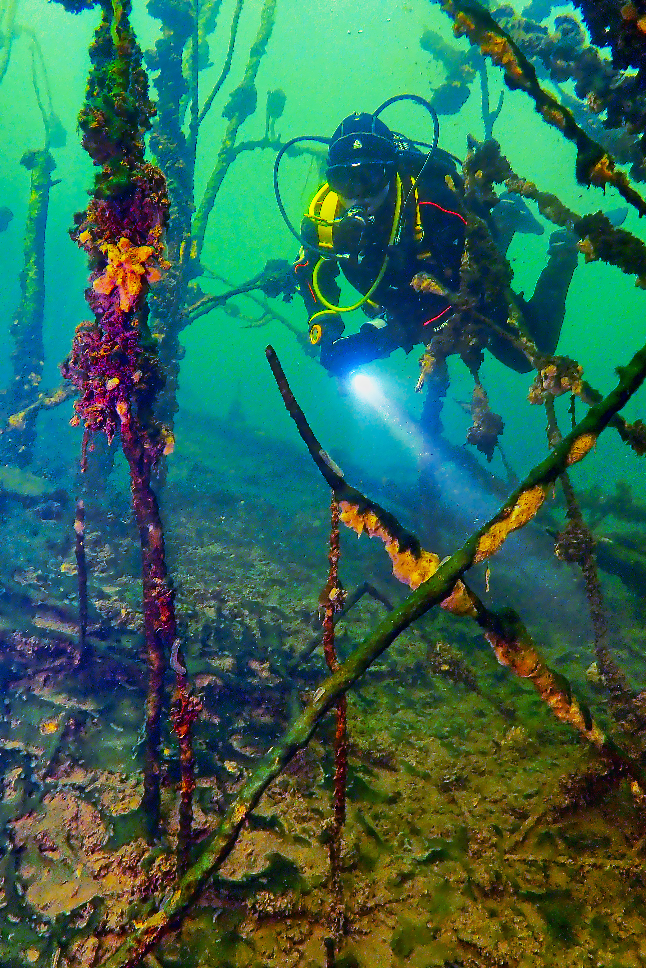 В подводном лесу