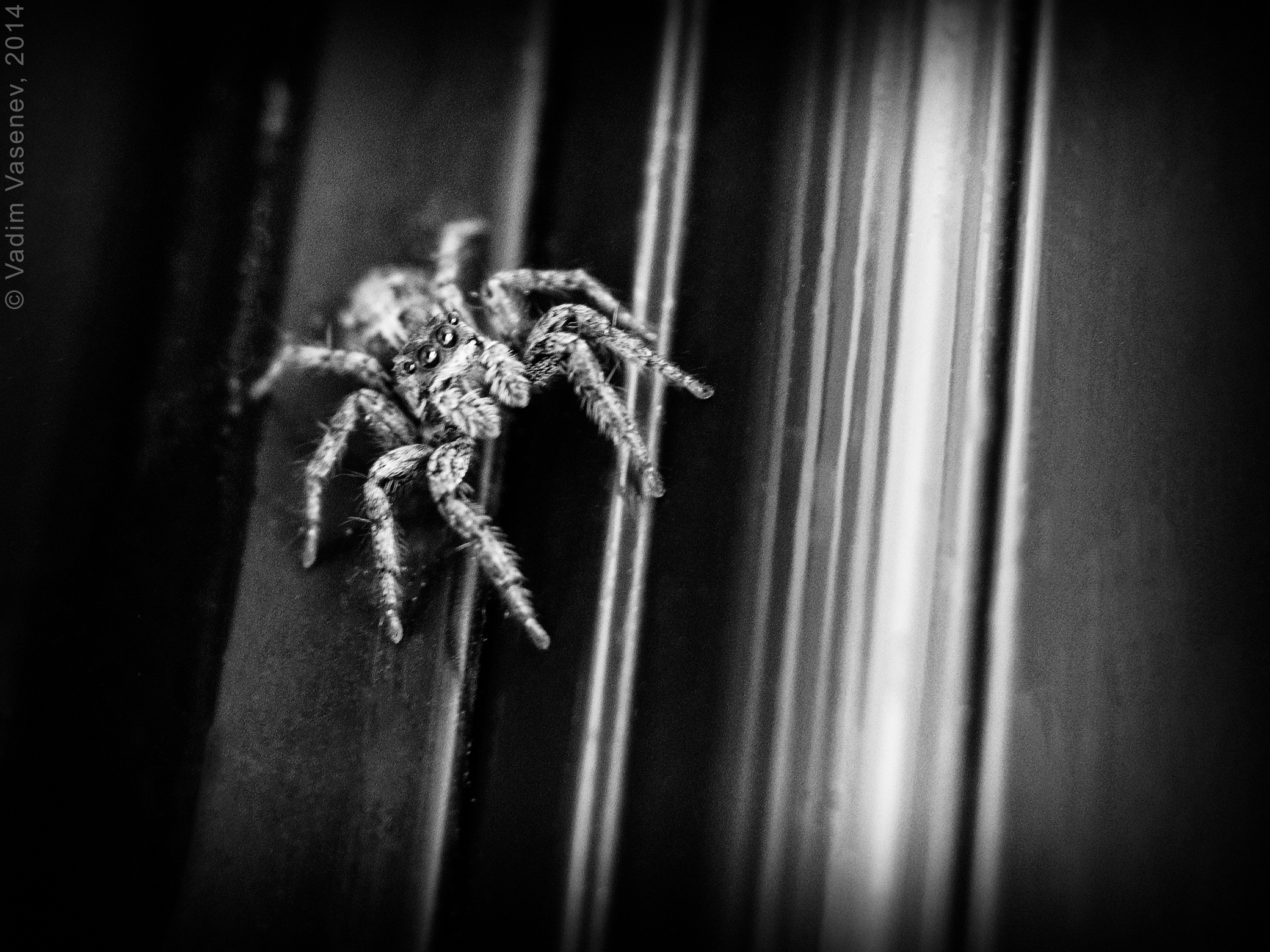 Критский паук.