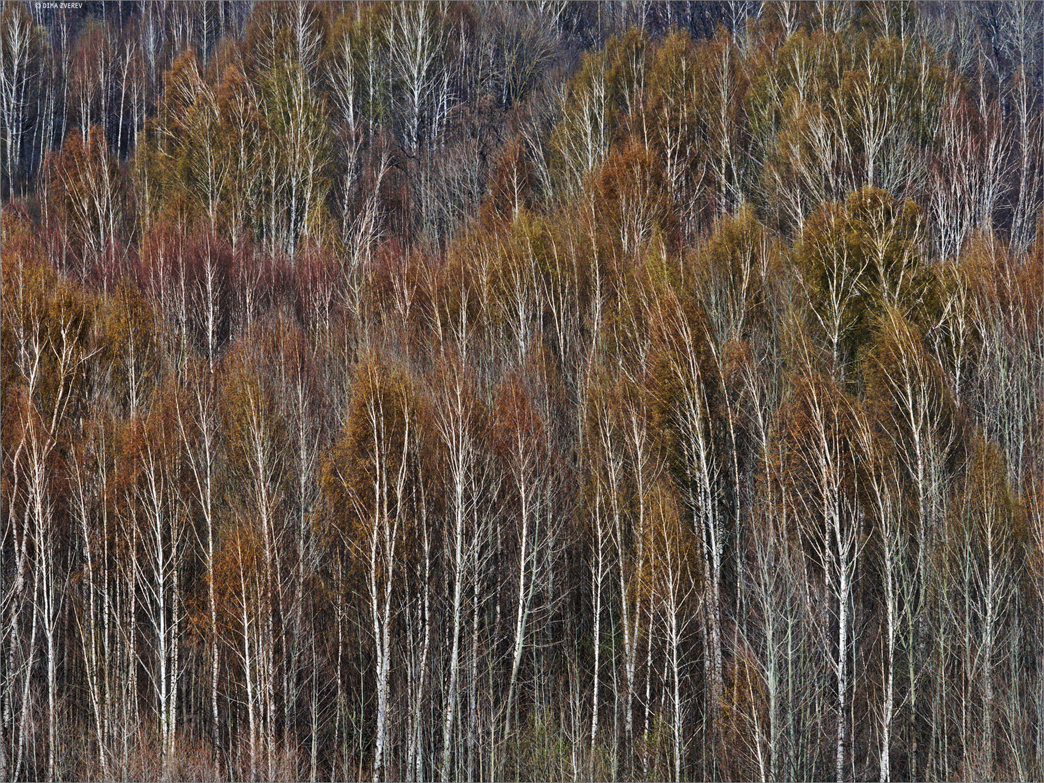 Апрельский березовый лес в Гороховце