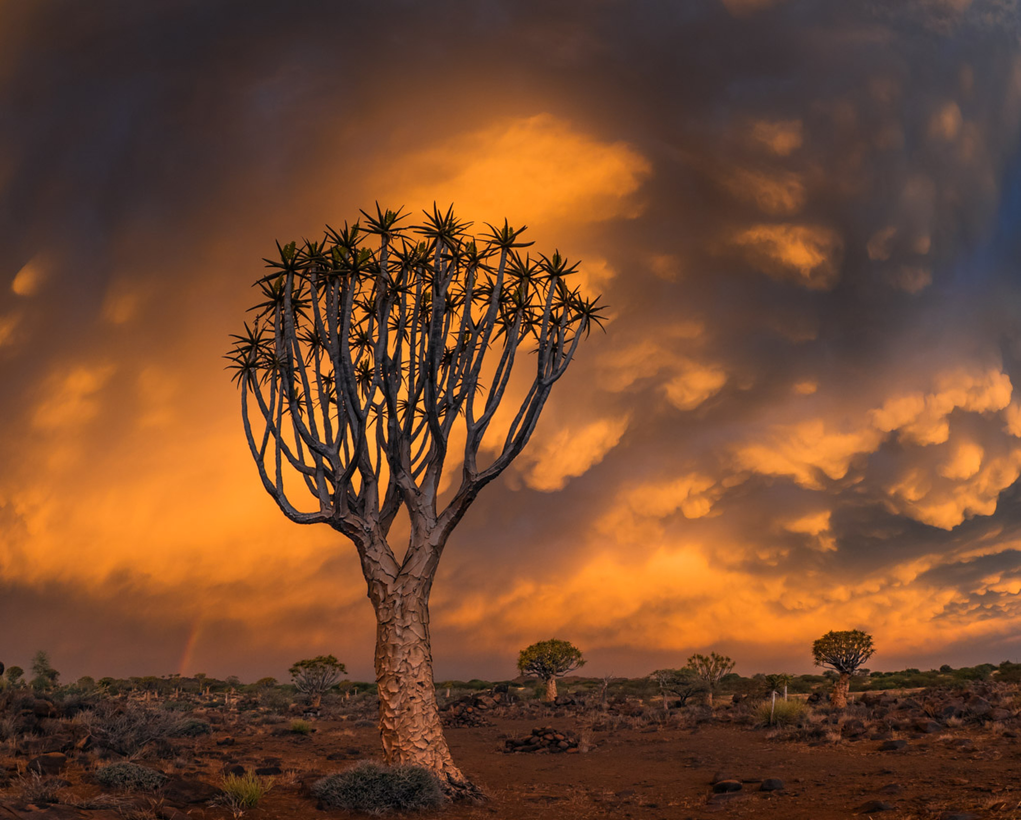 Алоевое дерево Южной Африки