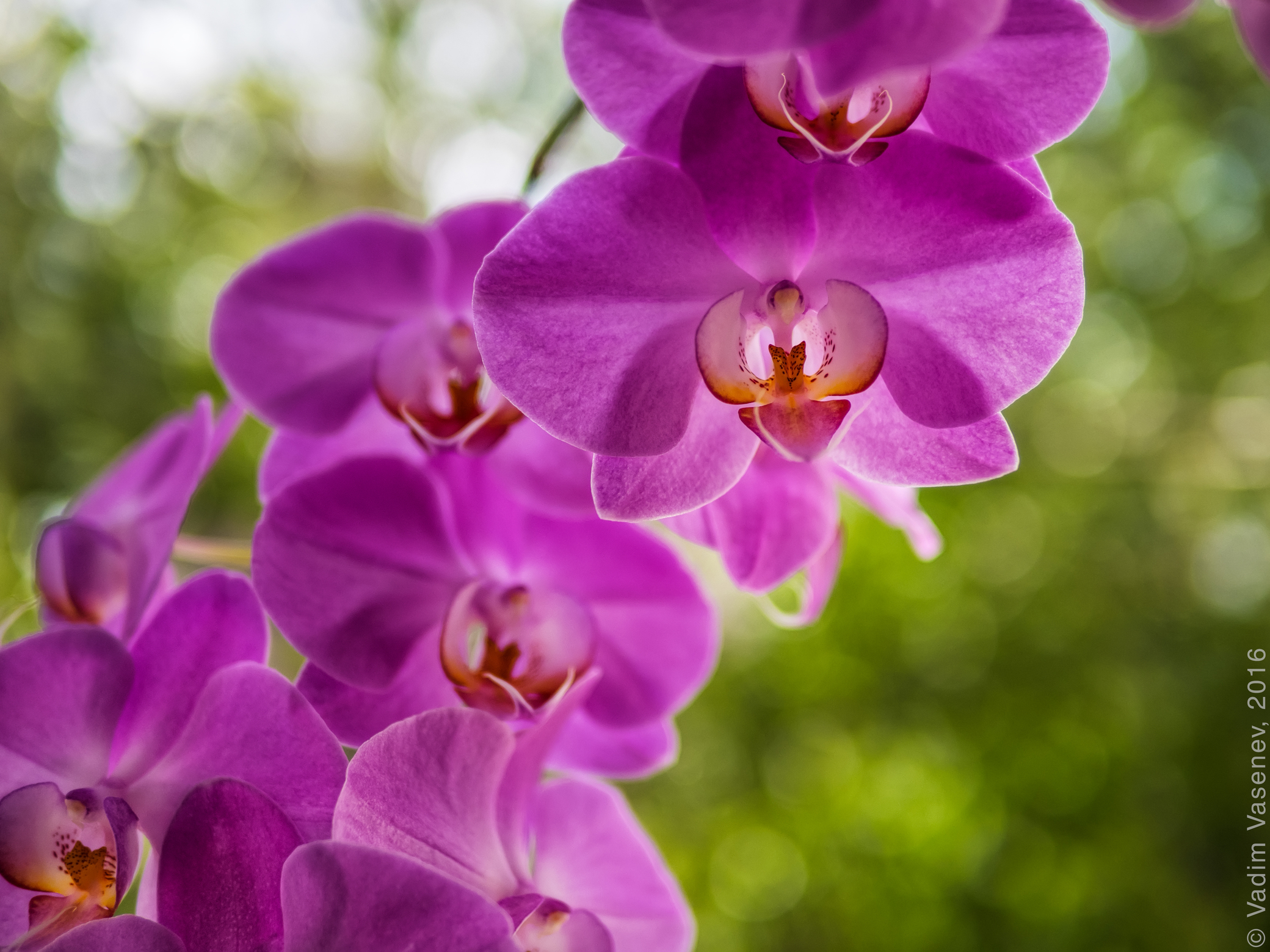 Phalaenopsis Orchid.