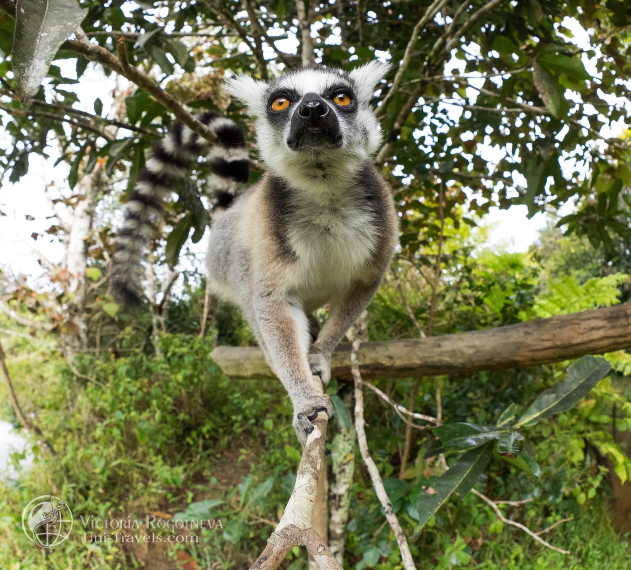 Мадагаскарский лемур. Лемур Мадагаскар. Лемуры из Мадагаскара лемуры. Серый мышиный лемур. Мышиный лемур Мадагаскар.