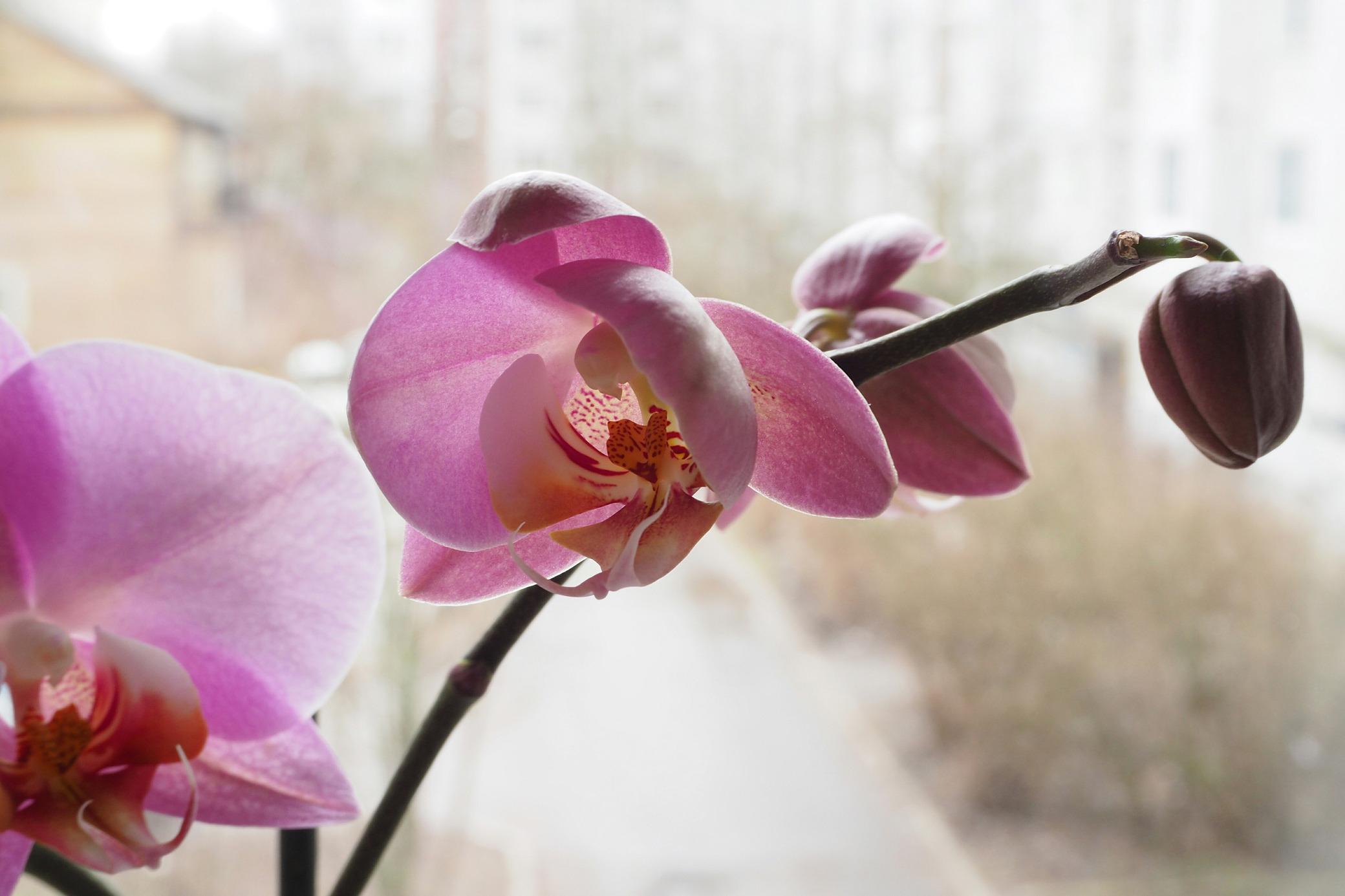 Бутон орхидеи