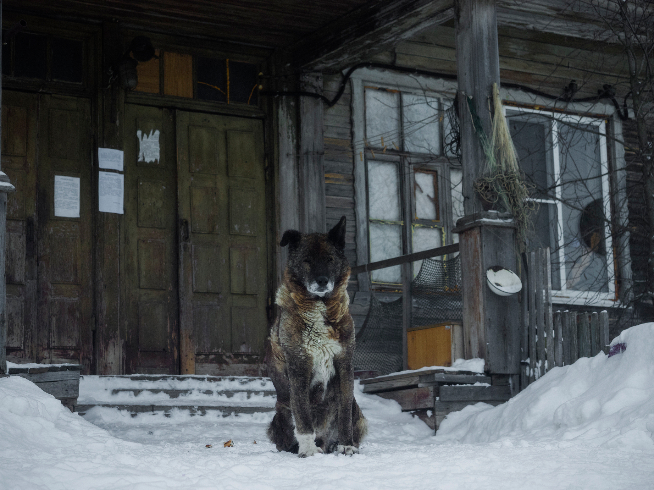 Собаки в деревне зимой
