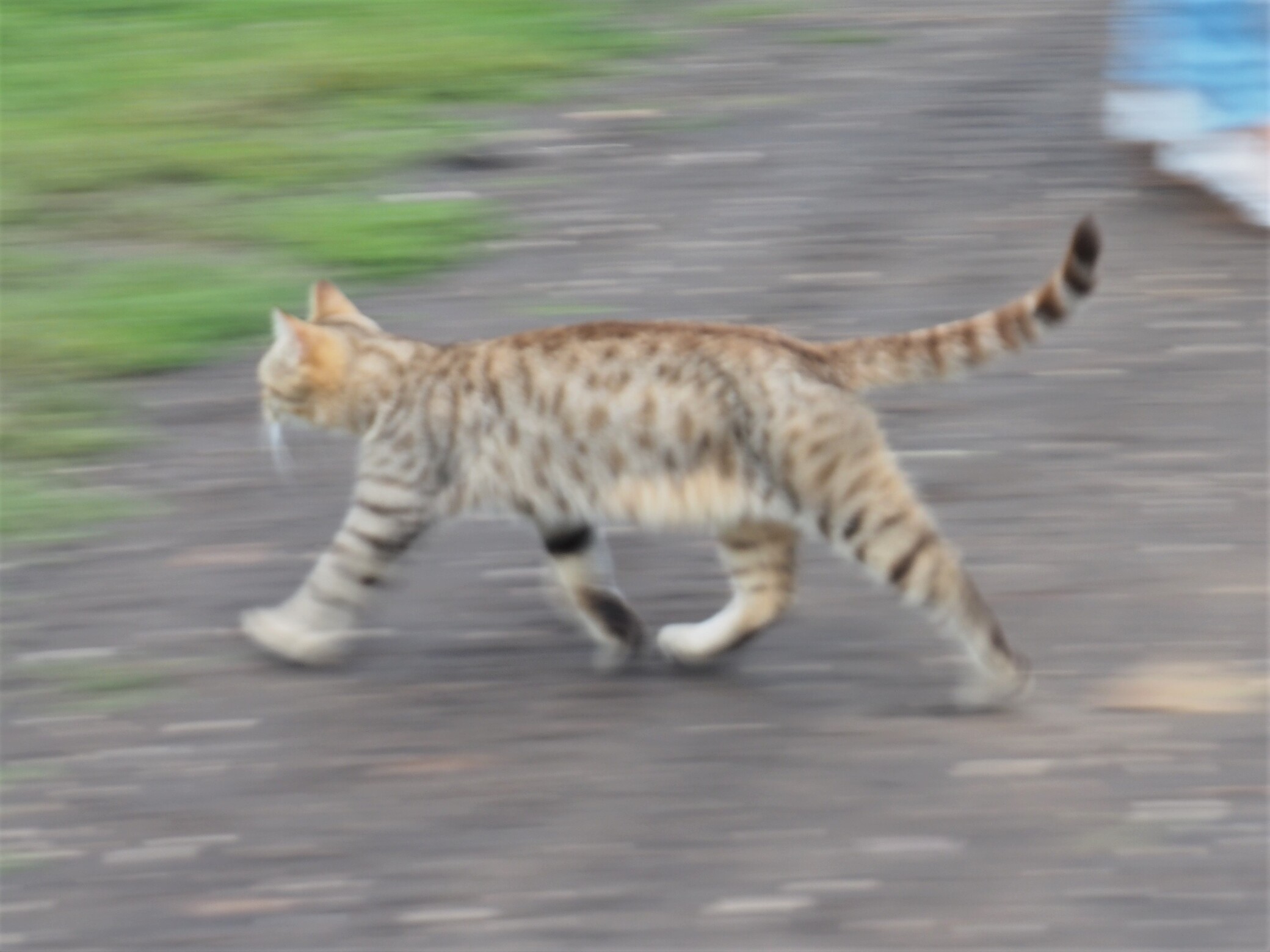 бегущая кошка