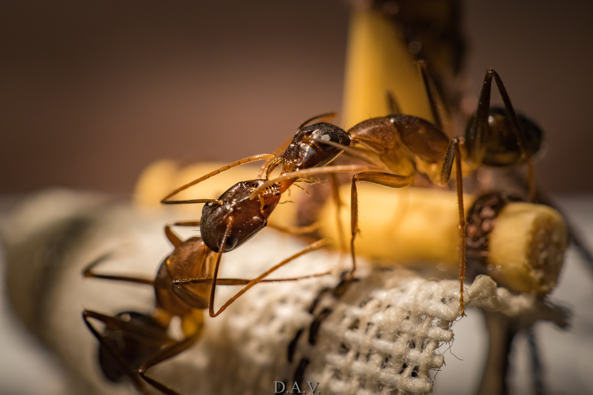 Целующиеся муравьи