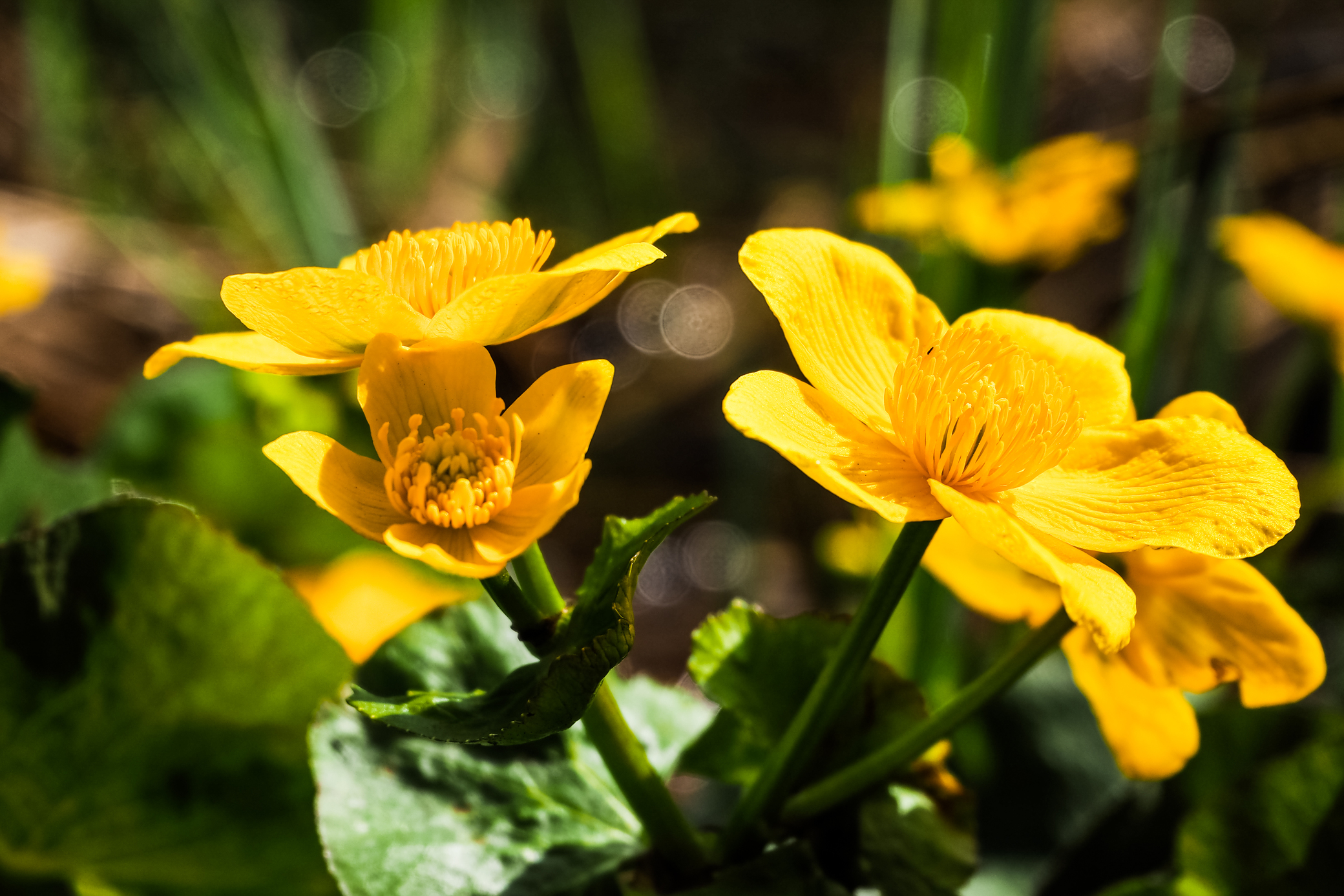 Солнечные цветы Калужницы (на болотце).