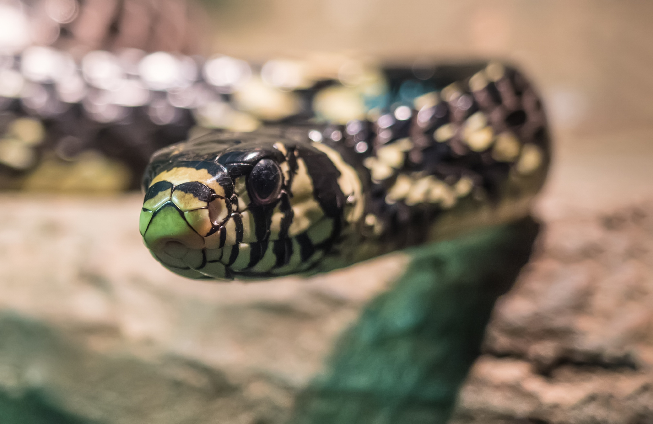 Змея со странным названием "Куроед"