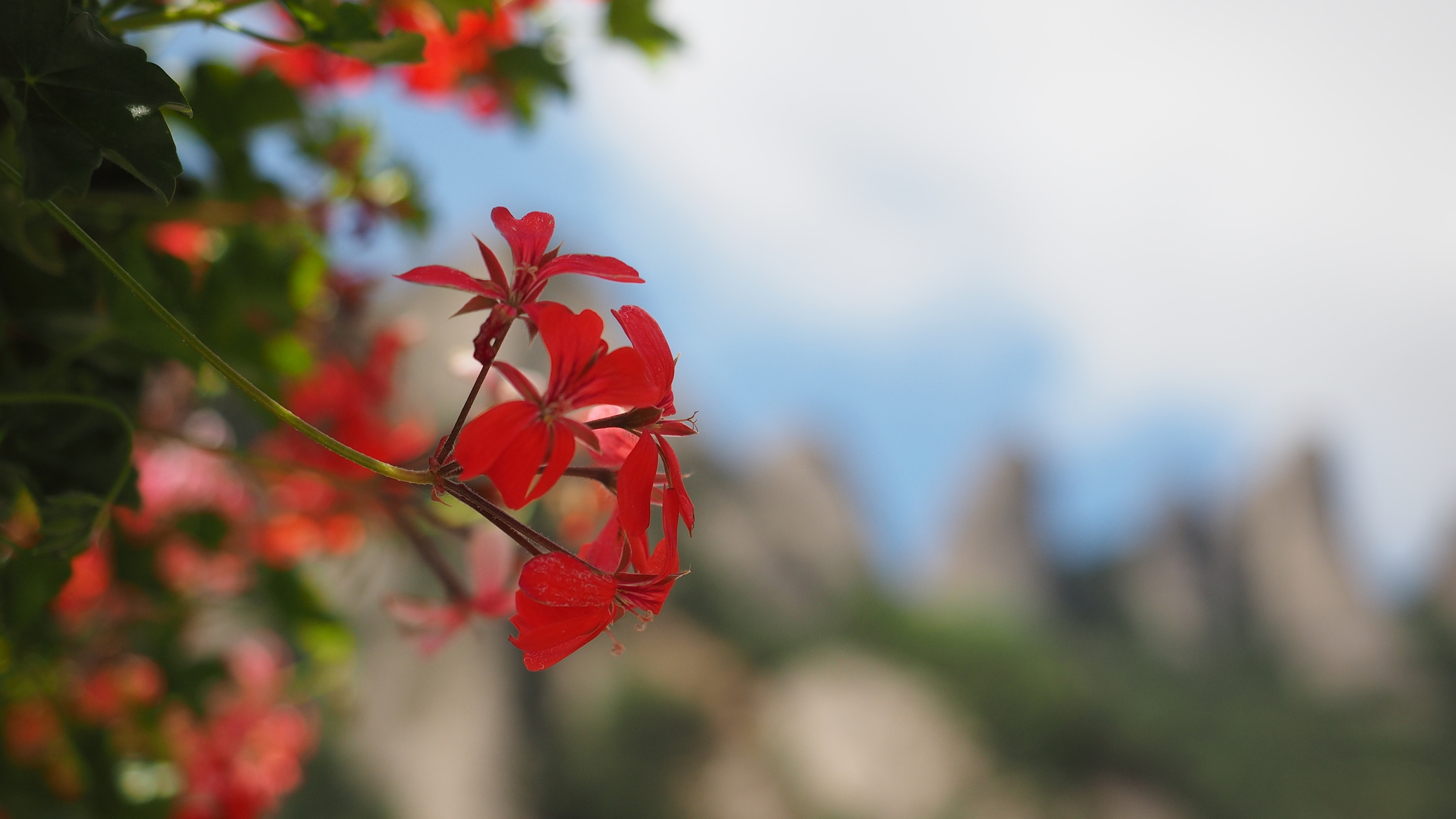 Цветок на фоне гор