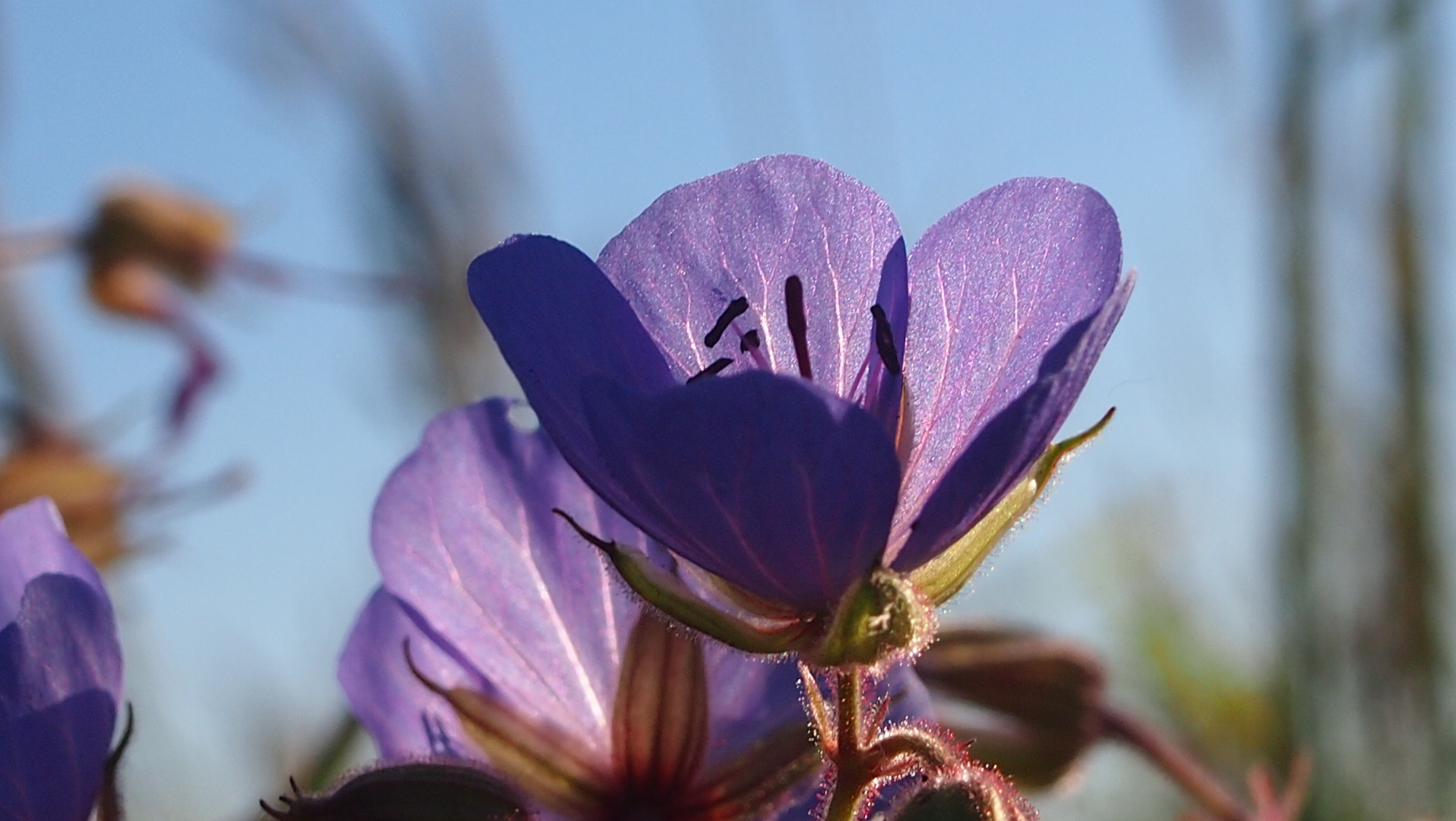 фиолетовый цветок