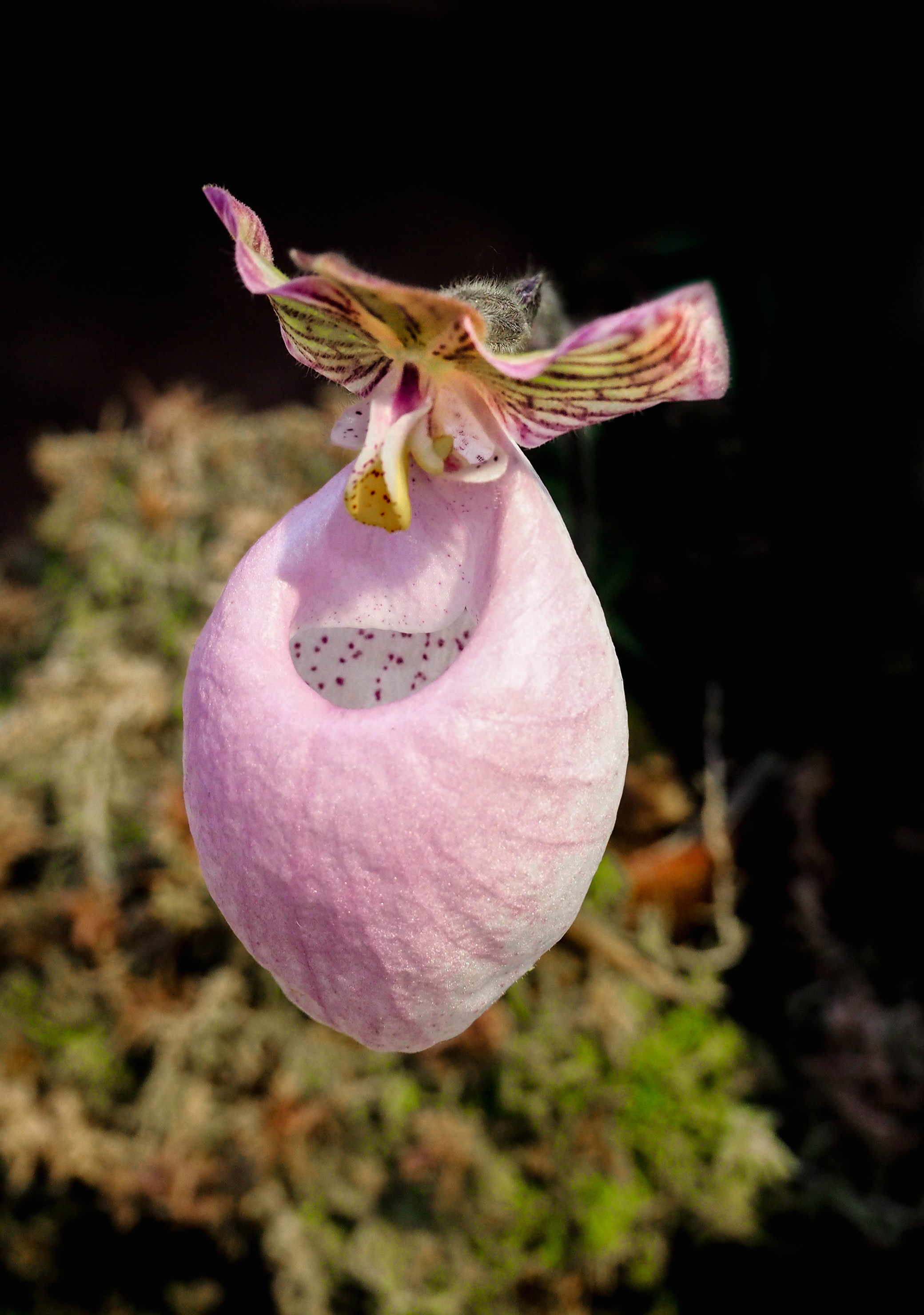 Редкие орхидеи. Orchid Paphiopedilum micranthum.