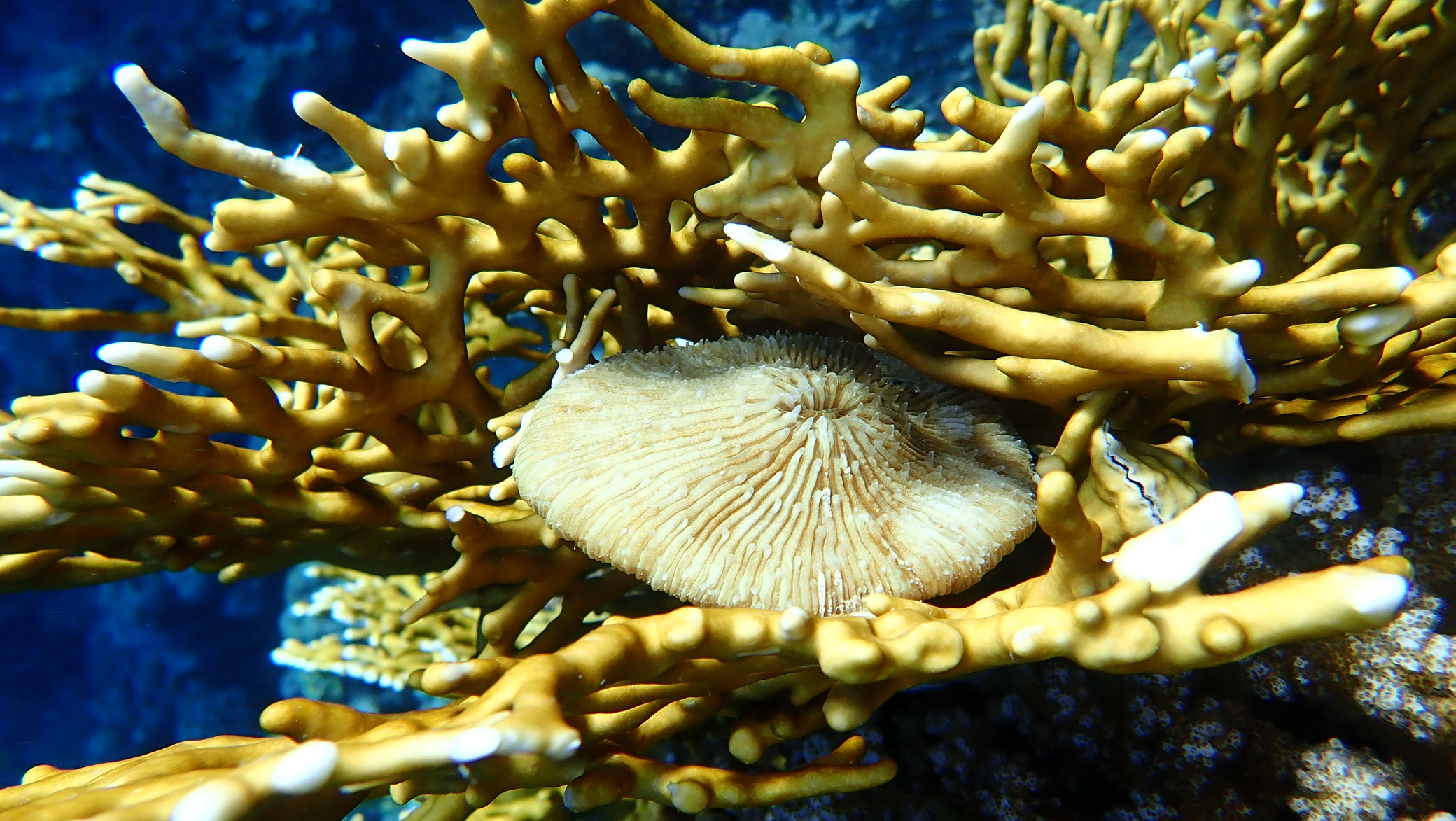 Симбиоз кораллов