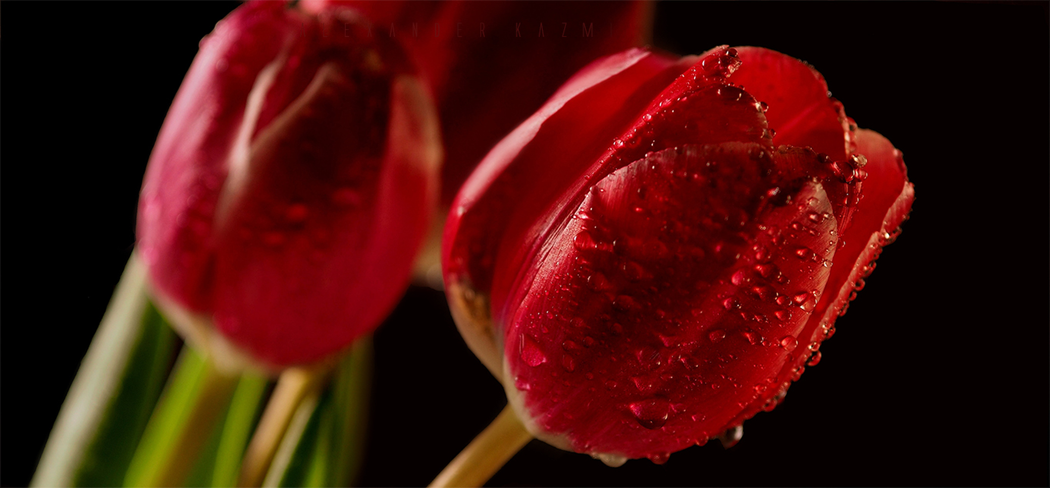 Красные Тюльпаны На Черном