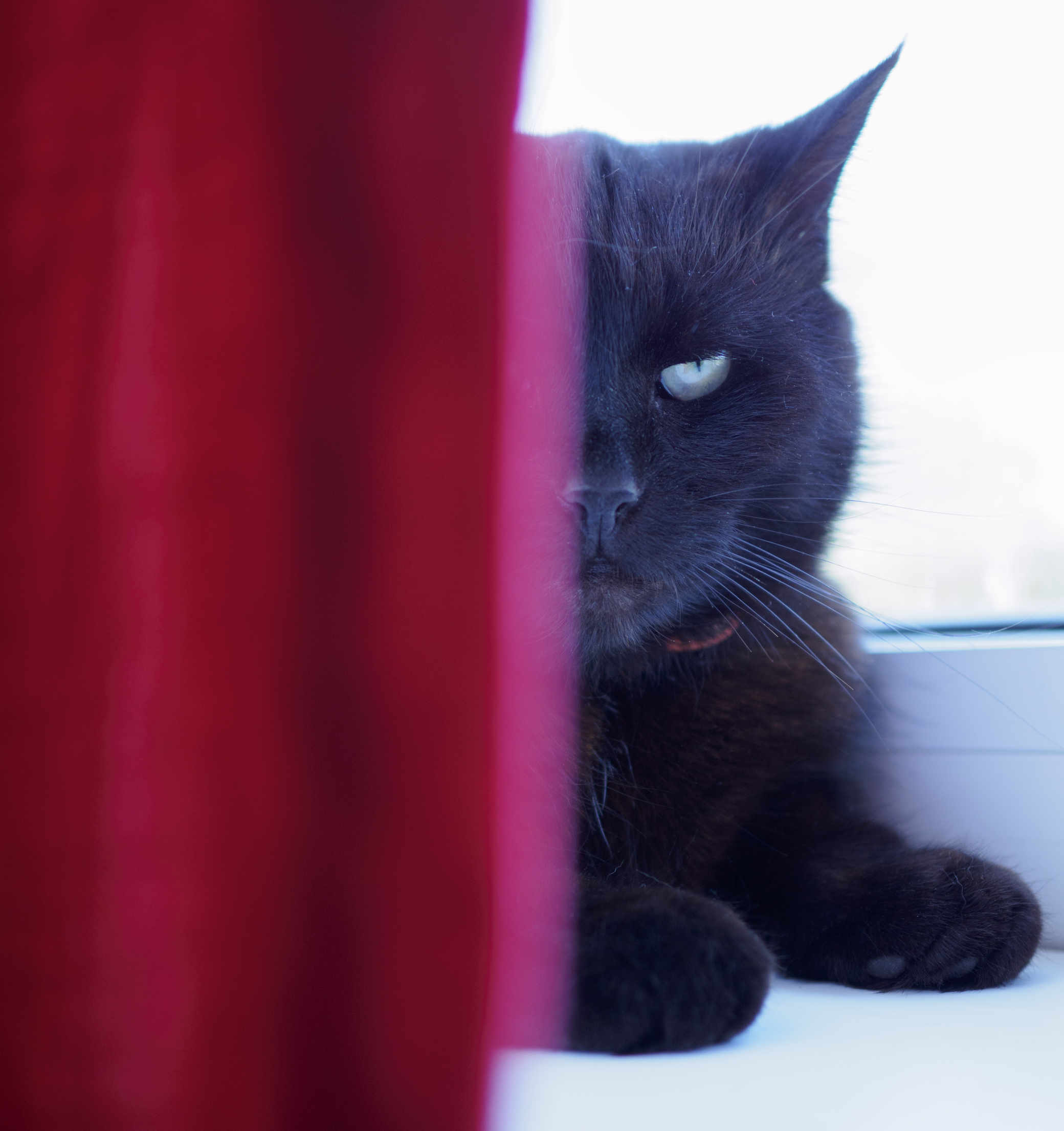 В одном городе жила чёрная-чёрная кошка....