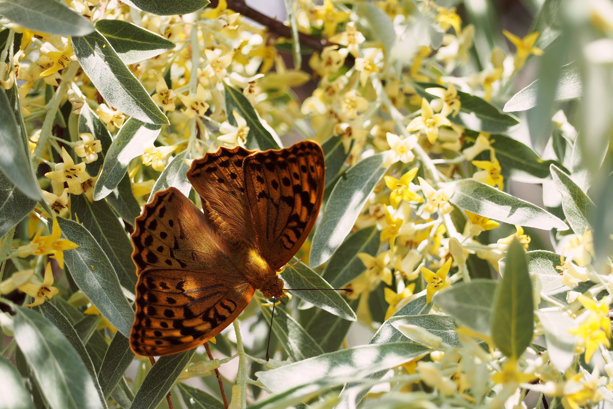Бабочка на цветущей оливе