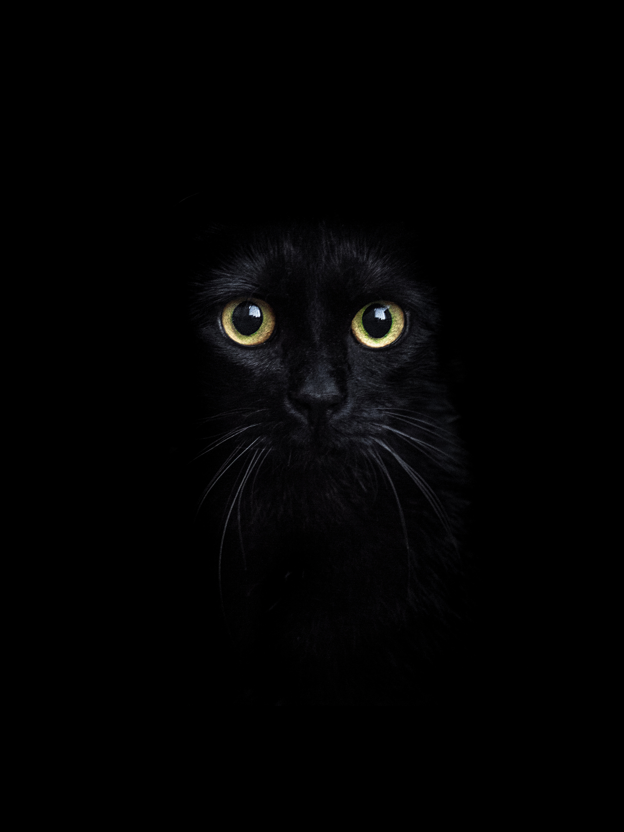 Вислоухий кот на темном фоне