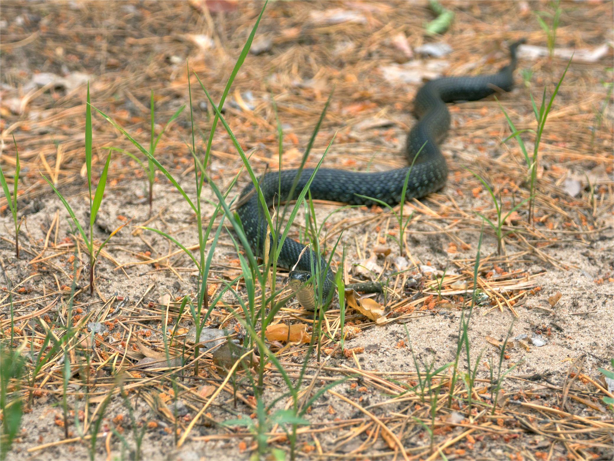 Фото змеи в беларуси